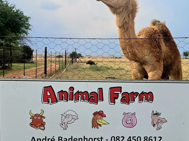 A camel at Animal Farm
