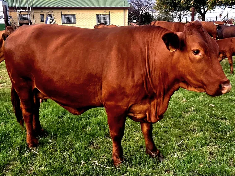 A red Bonsmara-type cow in green grass