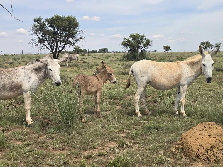 Donkeys standing in a field