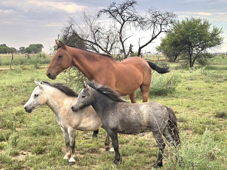 Two horses standing together in a paddock