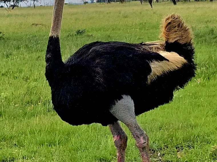 An ostrich standing in the Highveld grass