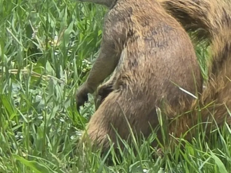 A rabbit in the grass