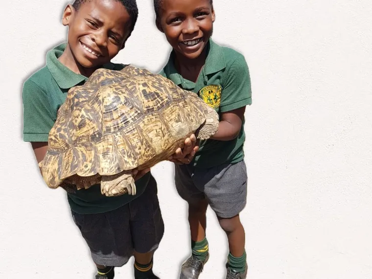 A large tortoise on the grass