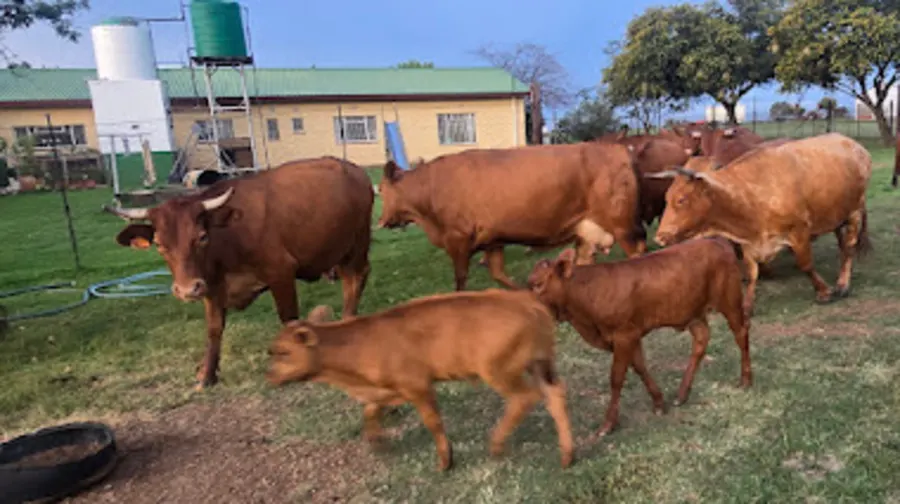 Goats and calves near the farm sheds