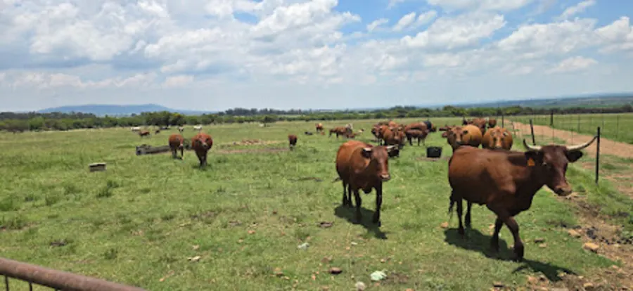Cattle grazing on the Highveld
